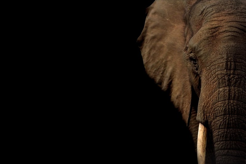 Elephant in the wild